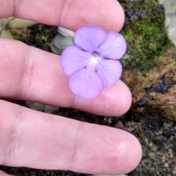 Pinguicula cyclosecta