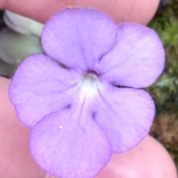 Pinguicula cyclosecta