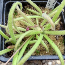 Pinguicula gypsicola x Pinguicula calderoniae