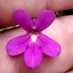 Pinguicula gypsicola x Pinguicula calderoniae