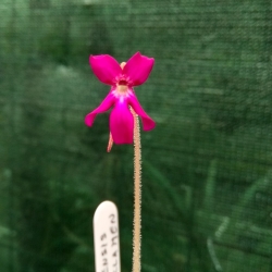 Pinguicula moranensis,, Cyclamen,,