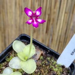 Pinguicula moranensis,,Dúhovka,,