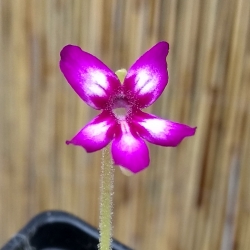 Pinguicula moranensis,,Dúhovka,,