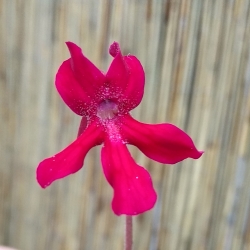 Pinguicula laueana Geranium Flower x Pinguicula moranensis,,Cyclamen,,