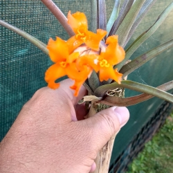 Tillandsia ericii