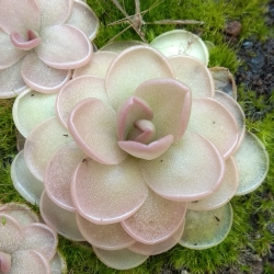 Pinguicula ehlersiae x laueana 