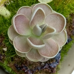 Pinguicula ehlersiae x laueana 