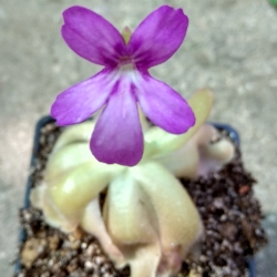 Pinguicula gypsicola x Pinguicula Sethos 