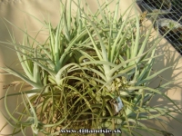 Tillandsia ,,Inca Gold,,