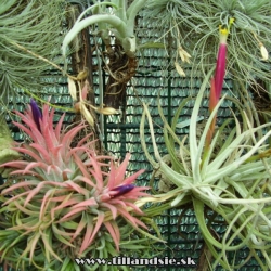 Tillandsia ionantha var. rubra a Tillandsia glabrior