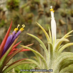 T. ioantha var. rubra a T. ionantha var. alba