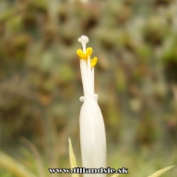 T. ionantha var. alba