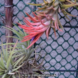 Tillandsia ionantha cv.Conehead