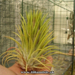 Tillandsia ionantha Conehead