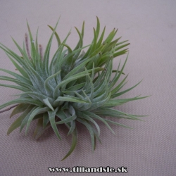 tillandsia ionantha ,,Druid,,