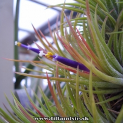 tillandsia ionantha var.rubra