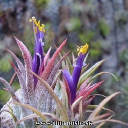 tillandsia ionantha ,,lieskový orech,,