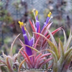 tillandsia ionantha ,,lieskový orech,,