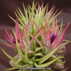 tillandsia ionantha mexická forma