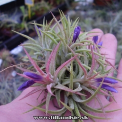 tillandsia ionantha mexická forma