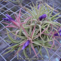 tillandsia ionantha mexická forma