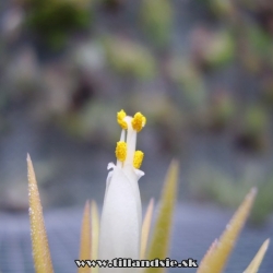 tillandsia ionantha ,,Peach,,