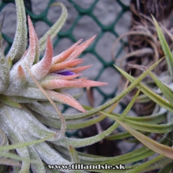 T. ionantha f. Peach