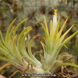 tillandsia ionantha ,,Peach,,