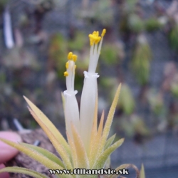 tillandsia ionantha ,,Peach,,