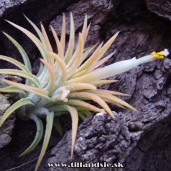 tillandsia ionantha ,,Druid,,