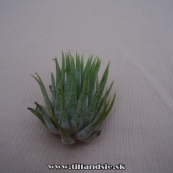 Tillandsia ionantha,,Renate,,