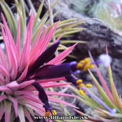 tillandsia ionantha var.rubra