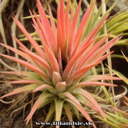 tillandsia ionantha var.rubra