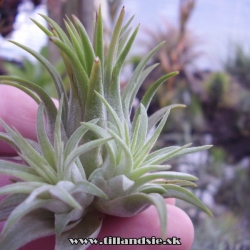 formy druhu T.ionantha