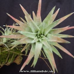 Tillandsia ionantha var.vanhyningii