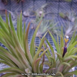 Tillandsia ionantha ,,variegata,,