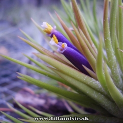 kvety tillandsie ionantha