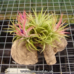 tillandsia ionantha trs