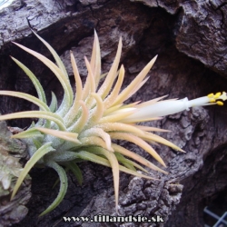 tillandsia ionantha ,,Druid,,