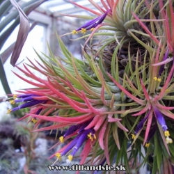 tillandsia ionantha var.rubra