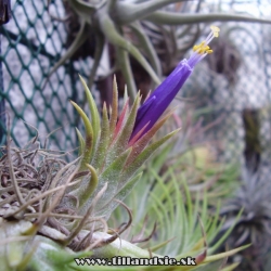 Tillandsia ionantha