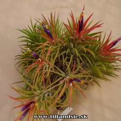 tillandsia ionantha var.rubra