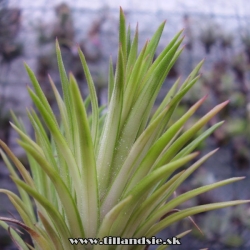 Tillandsia ionantha ,,variegata,,