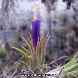 kvety tillandsie ionantha