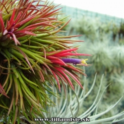 Tillandsia ionantha ,, Fire,,