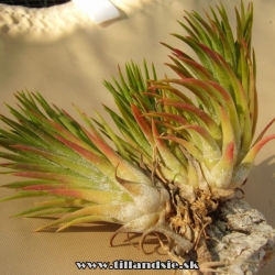 formy druhu T.ionantha