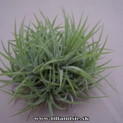 tillandsia ionantha trs