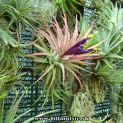 T. ionantha var, rubra