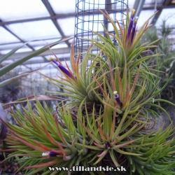 tillandsia ionantha var.rubra