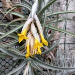 T. ixioides